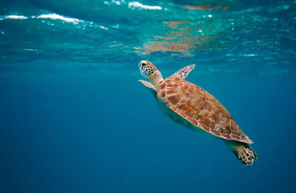 Why Sea Turtles Are the True Stars of the Ocean