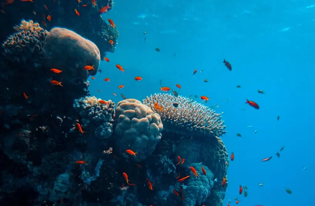 Plastic-Free Diving: Simple Steps You Can Take