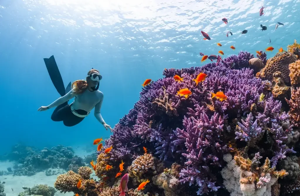 Beginner to Pro: Your Ultimate Guide to Dive Certifications